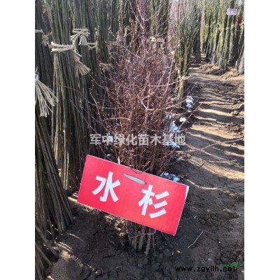 30一100高金叶女贞基地/价格/图片/产地/行情