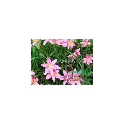 湖南长沙绿化工程色块苗 金叶女贞小苗 金森女贞小苗大量供应