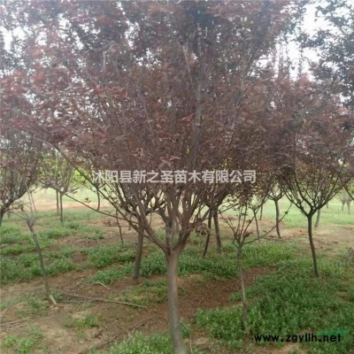 批发精品金叶女贞--金叶女贞工程苗