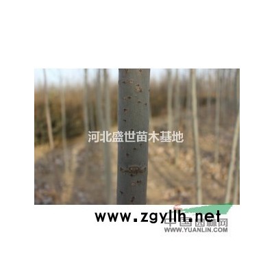 河北*好的金叶女贞供应商
