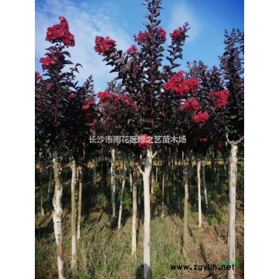 金森女贞地苗 杯苗   毛球  精品球规格* 价格合理