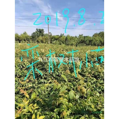 江西供应金森女贞杯苗规格* 量大从优