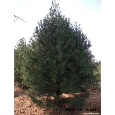 出售园林景观苗木 乔木 白皮松