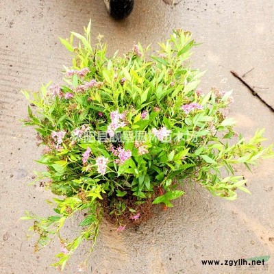 茶花工程苗 茶花盆栽 山茶花树 耐冬茶花庭院种植苗