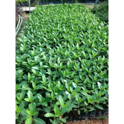 大红赤丹茶花价格 福建茶花基地销售