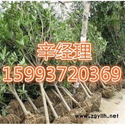 义马求购白皮松/报价159-9372-0369【艺林苗木】