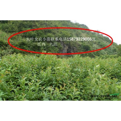 江西茶花 江西茶花价格 九江茶花基地哪里好/哪家便宜