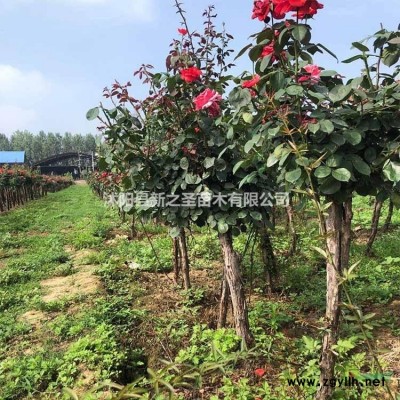 批发茶花树到茶花树基地