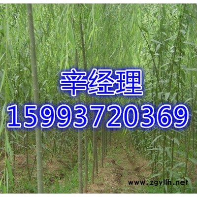 河南出售白皮松/报价159-9372-0369【艺林苗木】