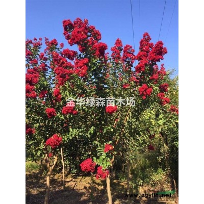 供应茶花