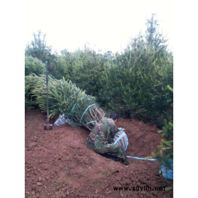 陕西西安千亩白皮松基地批发价格低 陕西白皮松基地