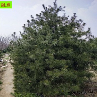 常年出售 白皮松 白皮松树  价格优惠  树形饱满 1.5 2 2.5 3 4米高白皮松树价格 占地白皮松 白皮松树基地