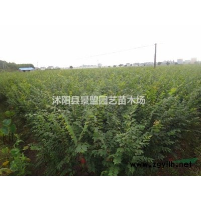 金森女贞小苗哪里有？