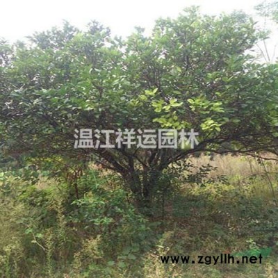大叶黄杨
