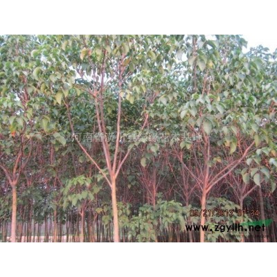 湖南茶花精品，浙江供应茶花，树形好桂花、信阳供应桂花