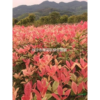 茶花小苗·高杆茶花·茶花球·大红袍·牡丹花·学士