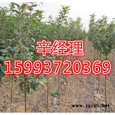 禹州供应白皮松电话159-9372-0369【艺林苗木】