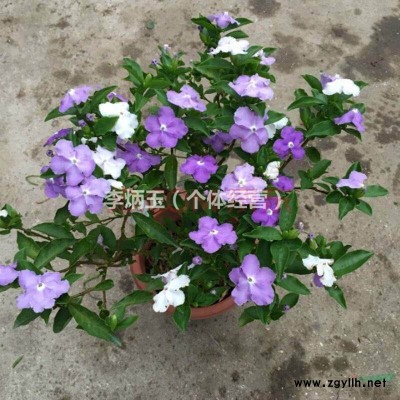 1-5米高茶花笼子价格.七星茶花笼子出售.4米高茶花笼子多少
