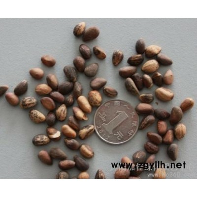 供应：白皮松种子，白皮松种子价格，白皮松种子批发，白皮松种子批发价格