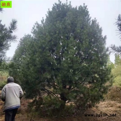 基地直销 白皮松树  价格优惠   树形饱满 1.5 2 3米高白皮松树价格 占地白皮松 白皮松种植基地