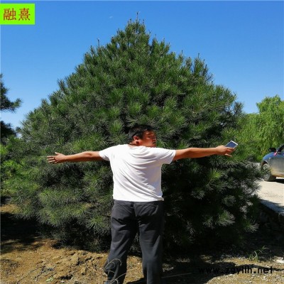 融熹园艺 直销白皮松 2.5米白皮松价格现场选树 白皮松基地