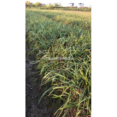 浙江金叶女贞小毛球 杭州金叶女贞毛球哪里好/哪家便宜