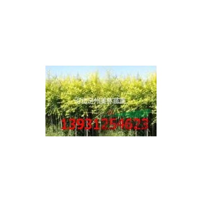 定州市明远苗圃场金叶女贞球高1米冠幅1米批发价格