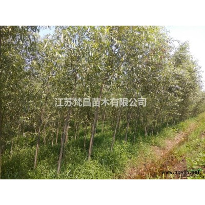 大小规格江苏金森女贞球基地