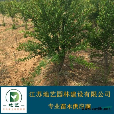 地艺苗圃大量供应金森女贞杯苗 金森女贞大基地 金森女贞价格