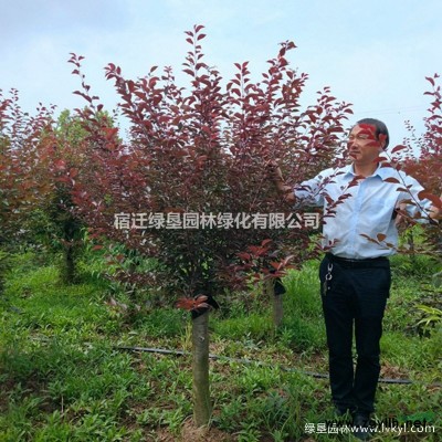 金森女贞·金森女贞图片·金森女贞种植基地
