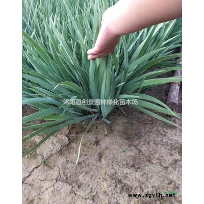 【金森女贞球】基地直销 金森女贞价格 货源充足