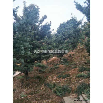 金森女贞球行情报价 欢迎来电咨询