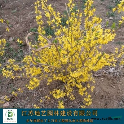 大叶黄杨球价格、大叶黄杨球图片、大叶黄杨球种植基地