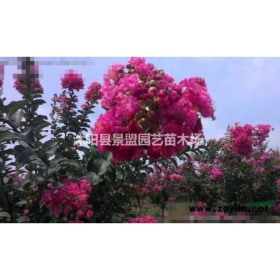 苗圃低价供应大叶黄杨球