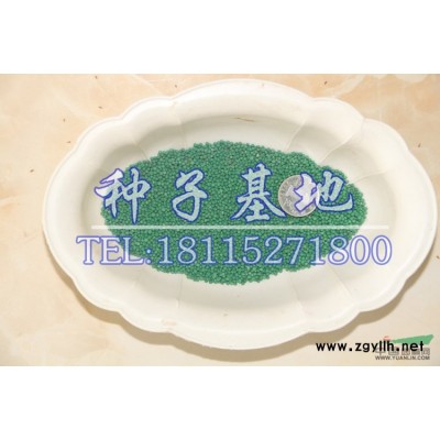 基地供应金叶女贞球、大叶黄杨球、小叶黄杨球
