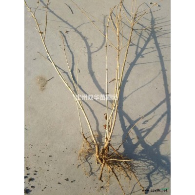 双华苗圃场直销精品大叶黄杨，冬青，黄杨价格咨询厂家双华苗圃