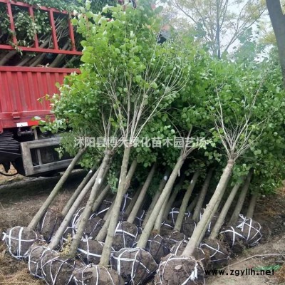 火棘，高度45公分火棘苗价格，厂家直销，规格*