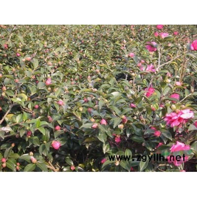 花叶络石亮绿忍冬六道木金丝桃八仙花连翘火棘红叶石楠龙柏丰花月