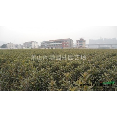 浙江 山茶茶花 自产直销供应报价