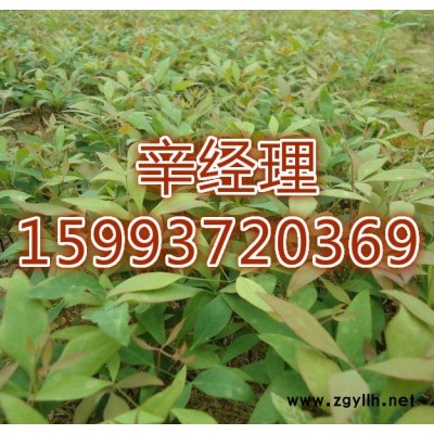卫辉**白皮松/报价159-9372-0369【艺林苗木】