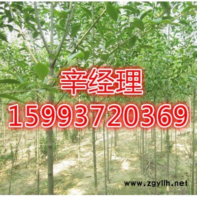 许昌长期供应白皮松电话159-9372-0369【艺林苗木】