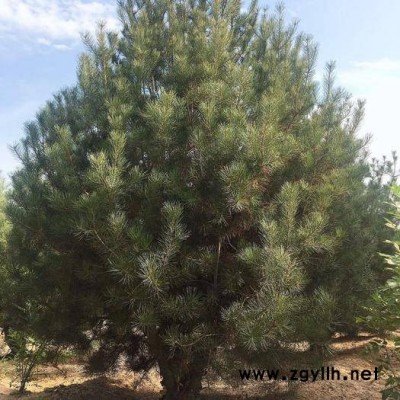 白皮松 **价格优惠