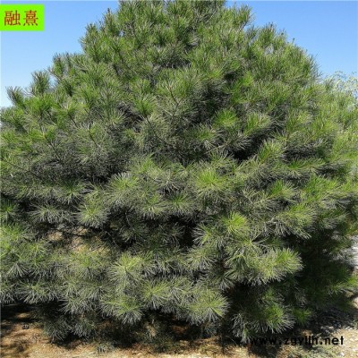 基地直销绿化苗木白皮松树  价格优惠   树形饱满 1.5米 2米 3米白皮松树价格 占地白皮松