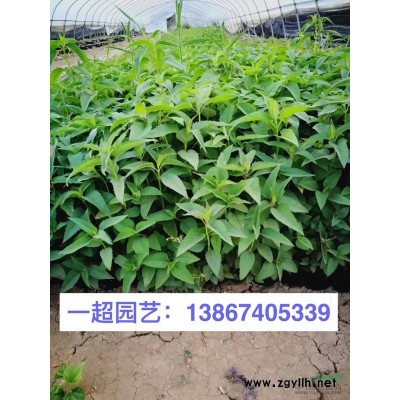 杜鹃 杜鹃小苗 杜娟小苗 杜娟基地批发 毛杜鹃价格