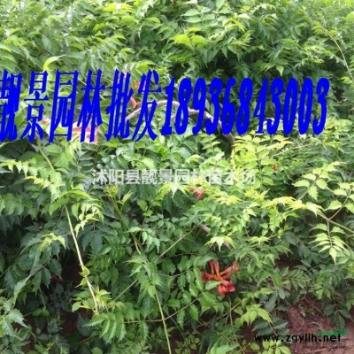 金叶女贞基地 沭阳金叶女贞毛球一株多少钱