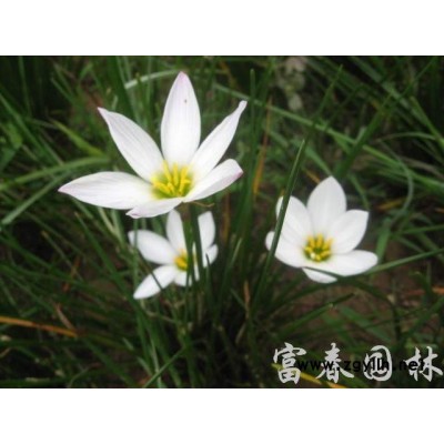 长期供应金叶女贞金叶女贞球小苗 金叶女贞球 丛生苗