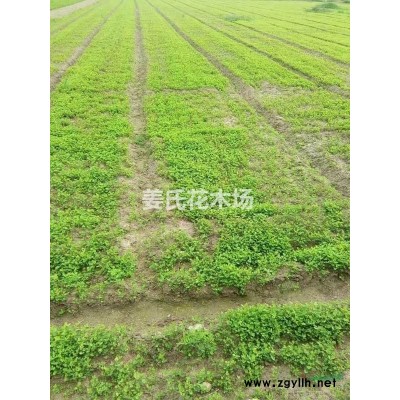 基地金叶女贞 小叶女贞 金叶水蜡 优质优价