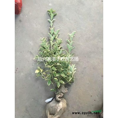 大量精品金叶女贞球