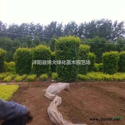 供应40公分高大叶黄杨小毛球价格优惠