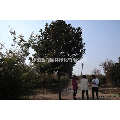 沭阳大叶黄杨球基地 冬青球 冬青小苗多少钱一株价格表图片